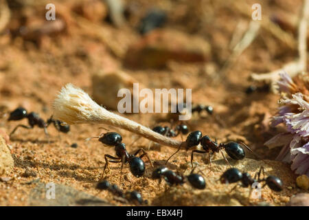 Ameise (Messor Spec), Ameisen sammeln Samen, Griechenland Stockfoto