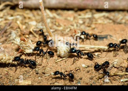 Ameise (Messor Spec), Ameisen sammeln Samen, Griechenland Stockfoto