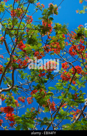 Royal Poinciana, Flame Tree (Delonix Regia), blühenden Zweig, Indien, Andamanen Stockfoto