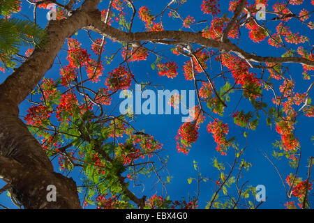 Royal Poinciana, Flame Tree (Delonix Regia), Flame Tree Blumen gegen den blauen Himmel, Indien, Andamanen Stockfoto