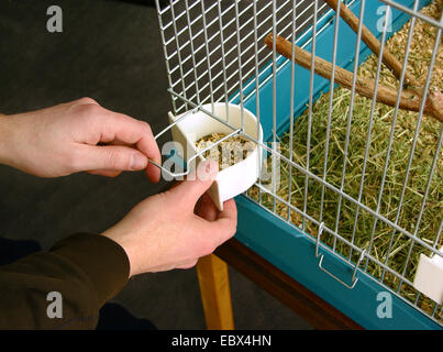 Nymphensittich (Nymphicus Hollandicus), Vogelkäfig für Nymphensittiche und andere Papageien, Anbringen der Näpfe Stockfoto