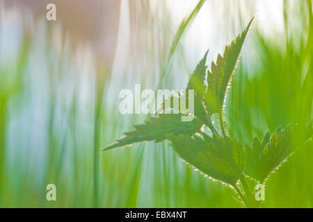 Brennnessel (Urtica Dioica), bei Gegenlicht, Deutschland, Rheinland-Pfalz Stockfoto