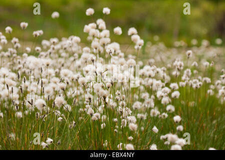 Grasbüschel Wollgras, Hares-Tail Wollgras (Wollgras Vaginatum), blühende und mit Früchten, Deutschland, Nordrhein-Westfalen Stockfoto