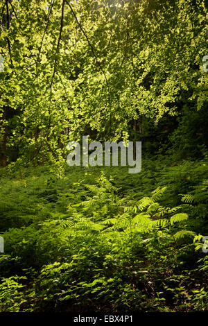 Adlerfarn Farn (Pteridium Aquilinum), clearing mit Adlerfarn Farn, Deutschland Stockfoto