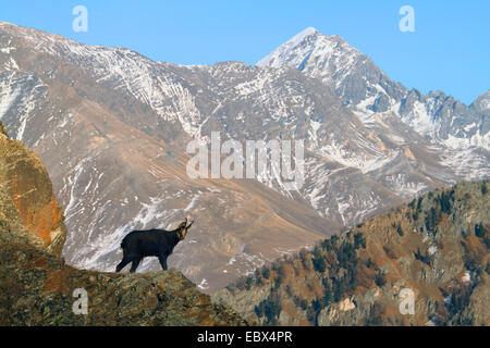 Gämse (Rupicapra Rupicapra), einzelne individuelle im Winter, Italien, Gran Paradiso Nationalpark Stockfoto