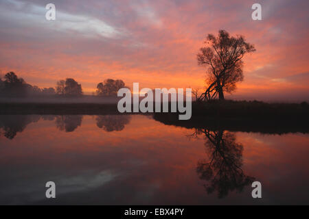 Sonnenaufgang im Dyrehaven mit Eiche, Dänemark, Kopenhagen, Dyrehaven Stockfoto