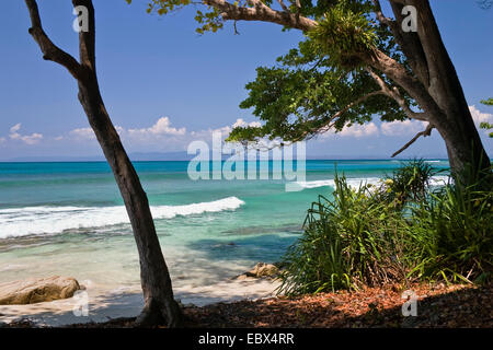 Küsten-Regenwald, Indien, Andamanen, Havelock Island Stockfoto