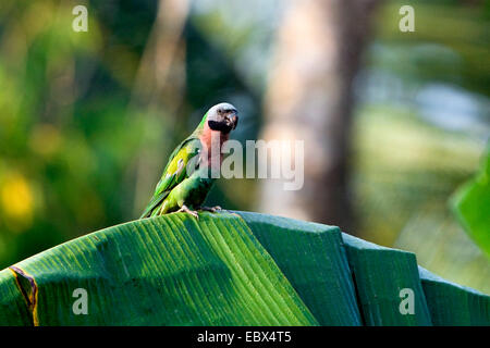 Schnauzbärtige Sittich, Red-breasted Sittich (geflohen Alexander), sitzen auf Banane Blatt, Indien, Andaman Inseln Stockfoto