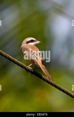 braune Würger (Lanius Cristatus), sitzt auf einem Zweig, Indien, Andaman Inseln Stockfoto