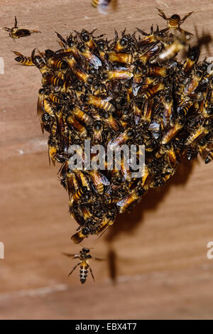 Wildbienen auf Holzdecke, schwärmen, Indien, Andamanen Stockfoto