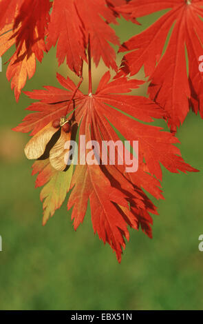 Vollmond-Ahorn, japanischer Ahorn (Acer Japonicum), Herbst Blätter an den Zweig mit Früchten Stockfoto