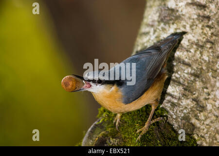 Eurasische Kleiber (Sitta Europaea), sitzen an einem Baumstamm mit Futter im Schnabel, der Schweiz, Sankt Gallen, Rheineck Stockfoto