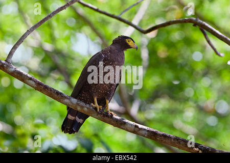 Crested Schlange Adler (Spilornis Cheela Davisoni), auf einem Ast, Indien, Andamanen Stockfoto