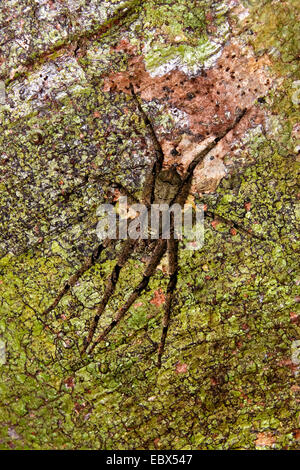 tropische Spinne sitzt auf Baumrinde im tropischen Regenwald, Indien, Andamanen Stockfoto
