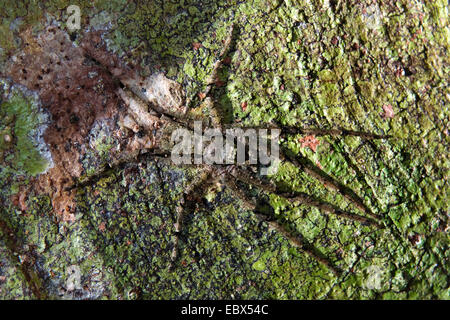 tropische Spinne sitzt auf Baumrinde im tropischen Regenwald, Indien, Andamanen Stockfoto