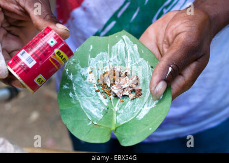 Betel Palm (Areca Catechu), Betelnuss, Areca Catechu; mit ungelöschtem Kalk auf Betelpepper Blatt Piper Betle, Indien, Andaman Inseln Stockfoto