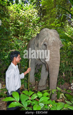 Indischer Elefant (Elephas Maximus Indicus, Elephas Maximus Bengalensis), arbeiten Elefant mit Mahout, Indien, Andaman Inseln, Havelock Island Stockfoto