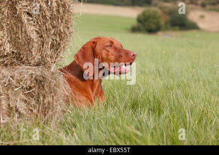 Ungarischer Kurzhaariger Vorstehhund (Canis Lupus F. Familiaris), liegend auf einer Wiese hinter Heuballen Stockfoto