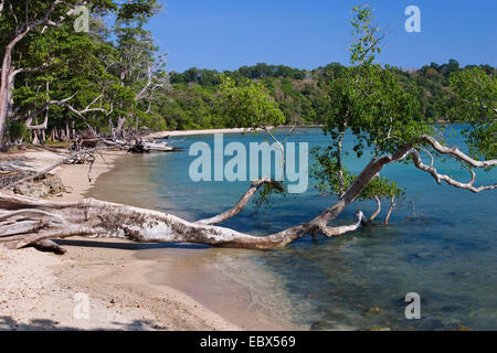 Küsten-Regenwald in die Bucht von Chiriya Tapu Süd-Andamanen, Indien, Andamanen Stockfoto