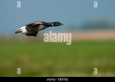 Ringelgans (Branta Bernicla), fliegen, Niederlande, Texel Stockfoto