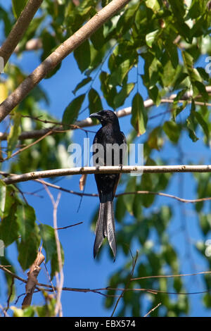 Andaman-Drongo (Dicrurus Andamanensis), auf einem Ast, Indien, Andamanen Stockfoto