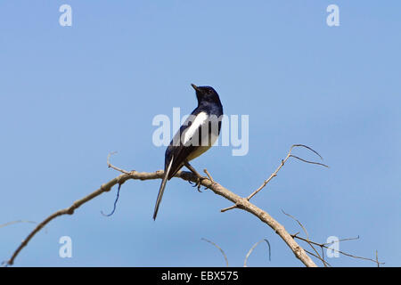 Magpie Robin (Copsychus Saularis), auf einem Ast, Indien, Andamanen Stockfoto