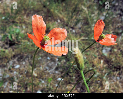 Long-headed Mohn, Feld-Mohn (Papaver beschränken, Papaver Dubium SSP beschränken), blühen, Deutschland, Baden-Württemberg Stockfoto