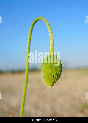 Long-headed Mohn, Feld-Mohn (Papaver Dubium, Papaver Dubium SSP. Dubium), Knospe, Deutschland, Nordrhein-Westfalen Stockfoto