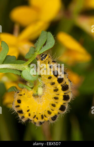 Sechs-Spot Burnet (Zygaena Filipendulae, Anthrocera Filipendulae), Raupe bei Lotus, Deutschland Stockfoto