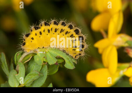 Sechs-Spot Burnet (Zygaena Filipendulae, Anthrocera Filipendulae), Raupe bei Lotus, Deutschland Stockfoto