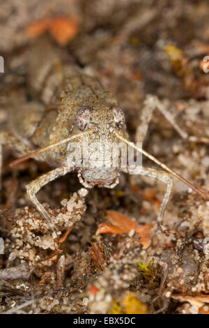 Blau-geflügelte Heuschrecke (Oedipoda Coerulescens), sitzen auf dem Boden, Deutschland Stockfoto