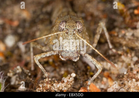 Blau-geflügelte Heuschrecke (Oedipoda Coerulescens), sitzen auf dem Boden, Deutschland Stockfoto