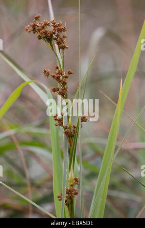 Großer Moor-Segge, Elk Segge, Fen Segge (Cladium Mariscus), Fruchtbildung, Deutschland Stockfoto