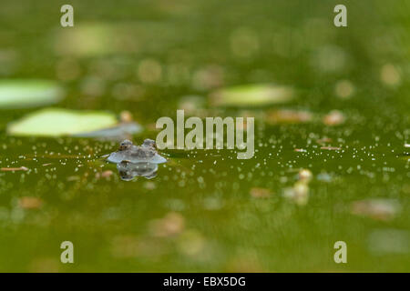 Gelbbauchunke, Angsthase Kröte, bunte Feuer-Kröte (Geburtshelferkröte Variegata), sitzen im flachen Wasser mit nur die Augen spähte, Deutschland, Rheinland-Pfalz Stockfoto