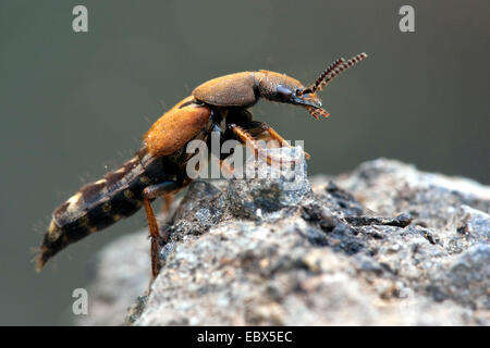 Rove Käfer (Staphylinus Caesareus), sitzt auf einem Felsen, Deutschland, Rheinland-Pfalz Stockfoto