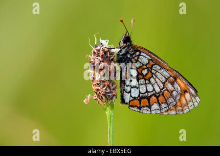 Heide Fritillary (Melitaea Athalia), sitzen an einem Wegerich, Deutschland, Nordrhein-Westfalen Stockfoto