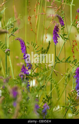 Vogel-Wicke, Tinegrass, getuftet Wicke (Vicia Cracca), blühen in einer Wiese, Deutschland, Nordrhein-Westfalen Stockfoto