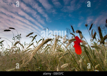 gemeinsamen Mohn, Klatschmohn, roter Mohn (Papaver Rhoeas), Gerstenfeld mit Mohn, Deutschland, Brandenburg, Vogtlaendische Schweiz Stockfoto