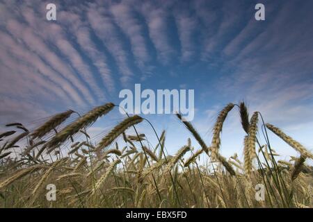 Gerste (Hordeum Vulgare), Gerstenfeld, Deutschland, Brandenburg, Vogtlaendische Schweiz Stockfoto