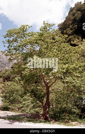 Lacewood, orientalische Flugzeug (Platanus Orientalis), einziger Baum Stockfoto