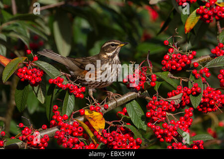 Rotdrossel (Turdus Iliacus) Fütterung von Zwergmispel Hecke voll von roten Beeren, in Worcestershire, England, UK. Stockfoto