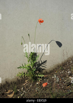 Long-headed Mohn, Feld Mohn (Papaver Dubium, Papaver Dubium SSP. Dubium), bloomin an einer Wand, Deutschland, Nordrhein-Westfalen Stockfoto