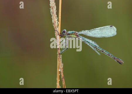 grüne Lestes, Emerald Damselfly (Lestes Sponsa), sitzen an einem Grashalm Gras bedeckt mit Morgentau, Deutschland, Nordrhein-Westfalen Stockfoto