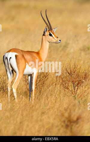 Grant es Gazelle (Gazella Granti), in seinem Lebensraum im Morgenlicht, Kenya, Samburu National Reserve Stockfoto