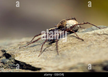 Wolfspinne, Boden Spinne (Pardosa Lugubris), sitzt auf einem Felsen, Deutschland, Rheinland-Pfalz Stockfoto