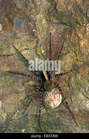 Wolfspinne, Boden Spinne (Pardosa Lugubris), sitzt auf einem Felsen, Deutschland, Rheinland-Pfalz Stockfoto