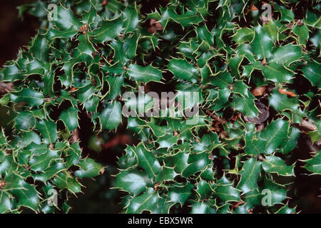 Kermes-Eiche (Quercus Coccifera), verzweigen Stockfoto