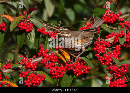 Rotdrossel (Turdus Iliacus) Fütterung von Zwergmispel Hecke voll von roten Beeren, in Worcestershire, England, UK. Stockfoto