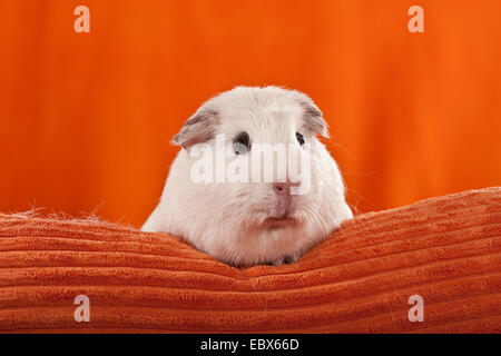 Cavia, Meerschweinchen (Cavia spec.), Cuy peering von hinten ein orange Kissen Stockfoto