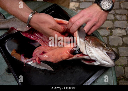 Regenbogenforelle (Oncorhynchus Mykiss, Salmo Gairdneri), junger Mann einen Fisch gefangen, Ausweiden Deutschland, Rheinland-Pfalz Stockfoto